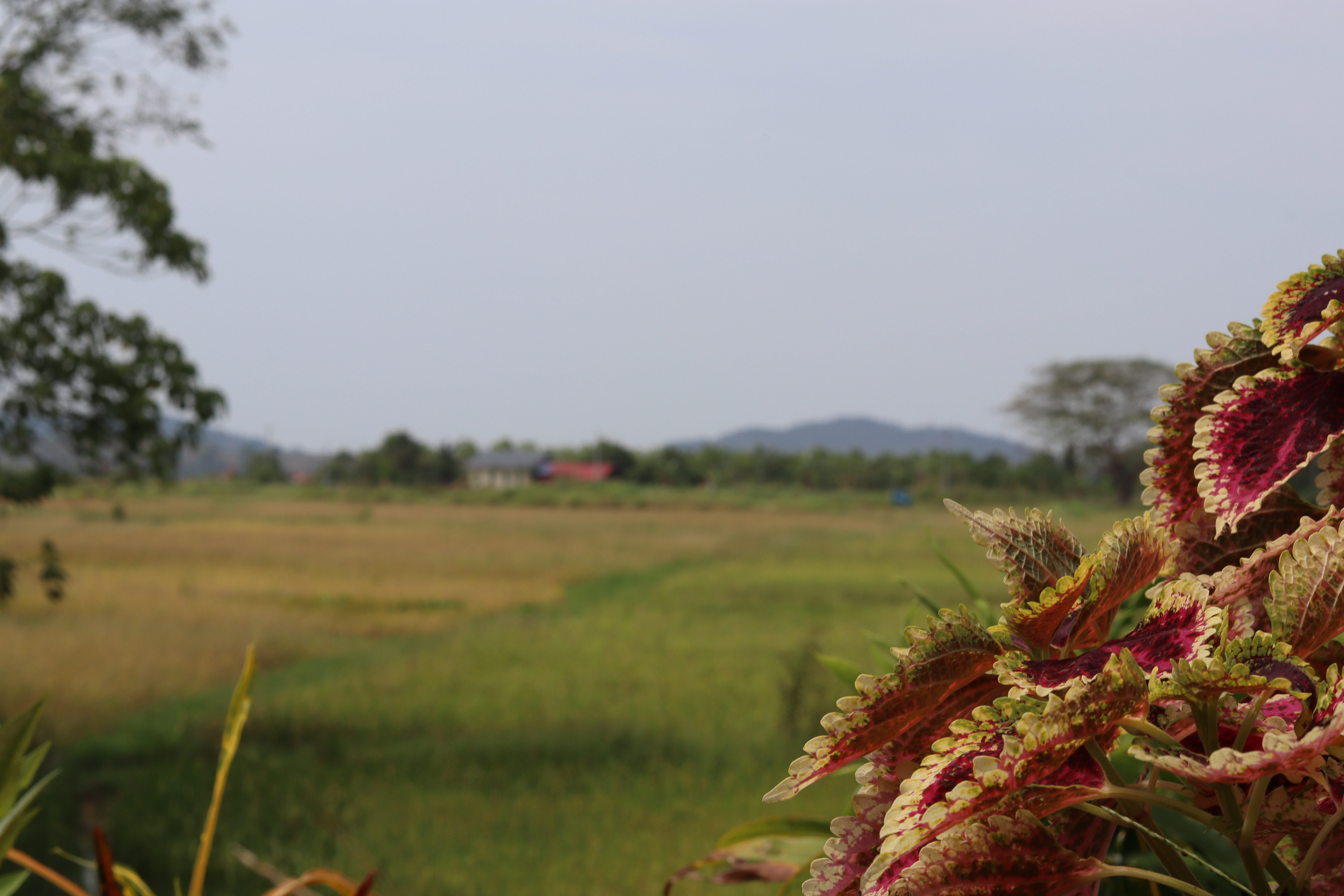Langkawi jungle and nature trails