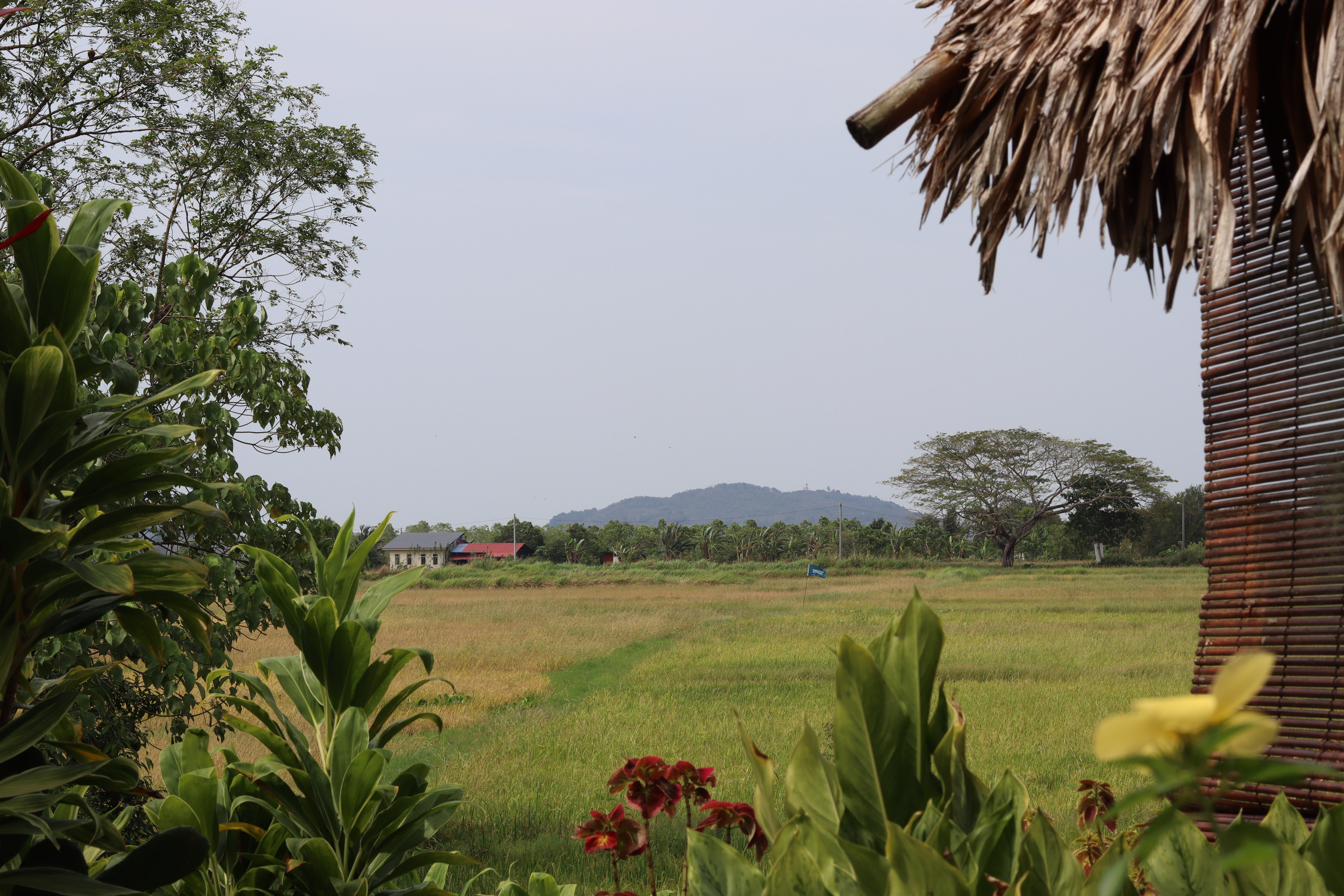Bambu Getaway compound with rice paddy views, Langkawi