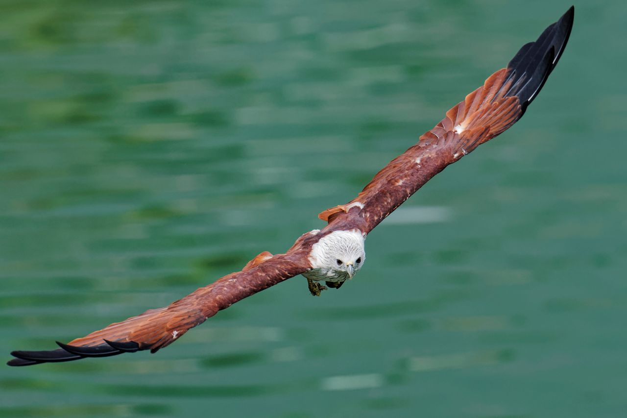 A brahminy kite, the reddish-brown eagle Langkawi is named after, soaring low over green water