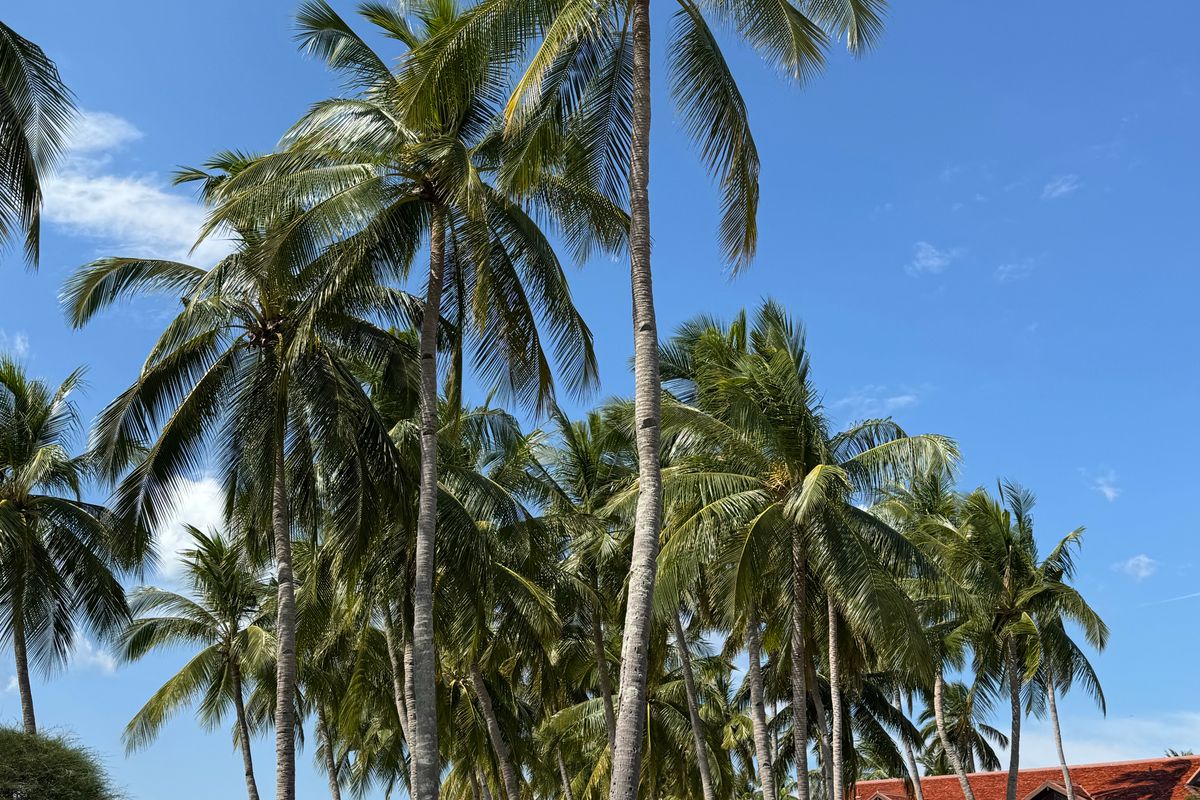 Calm palm-lined Langkawi beach with gentle water