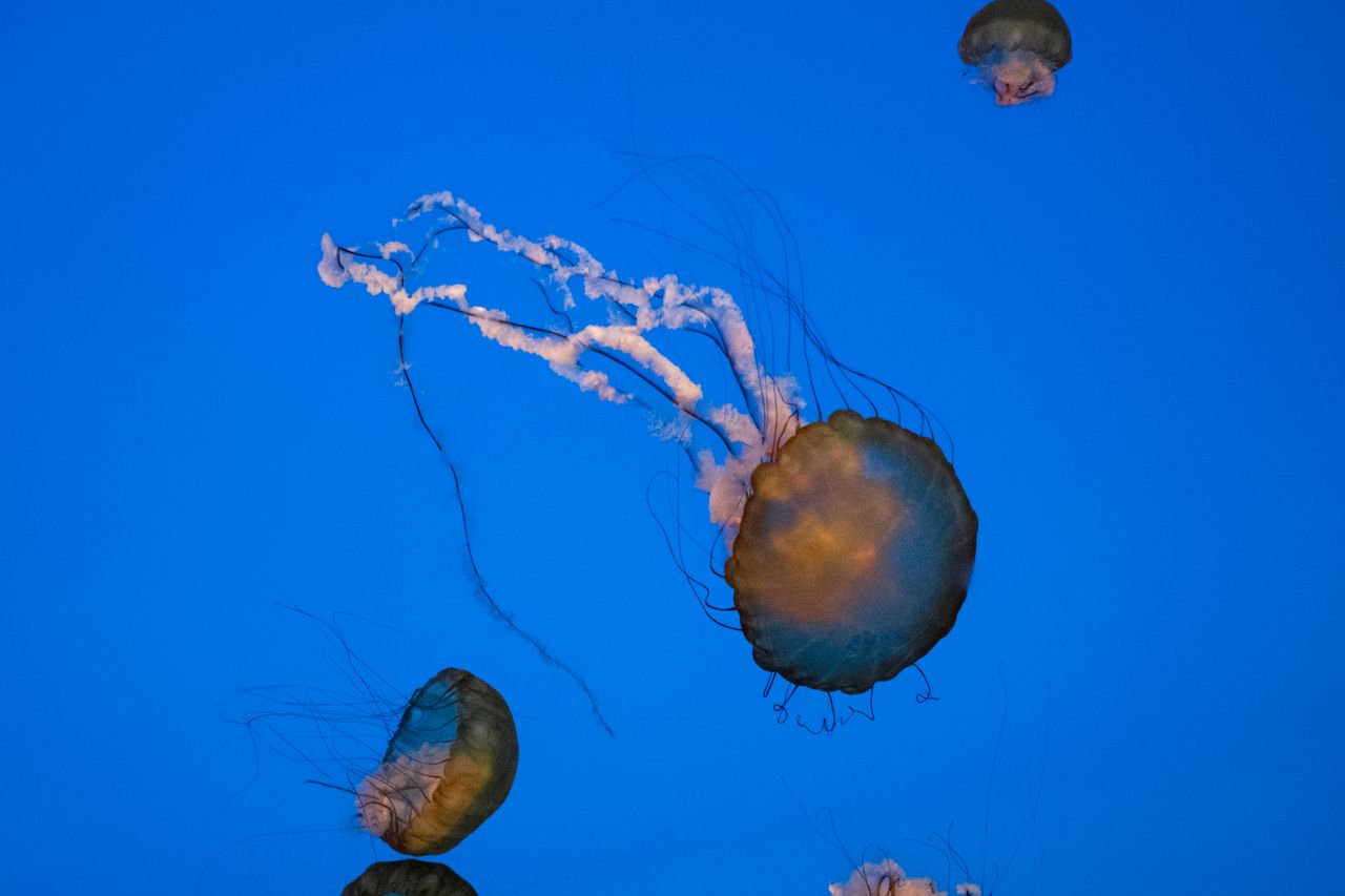 Translucent jellyfish drifting in deep blue sea water