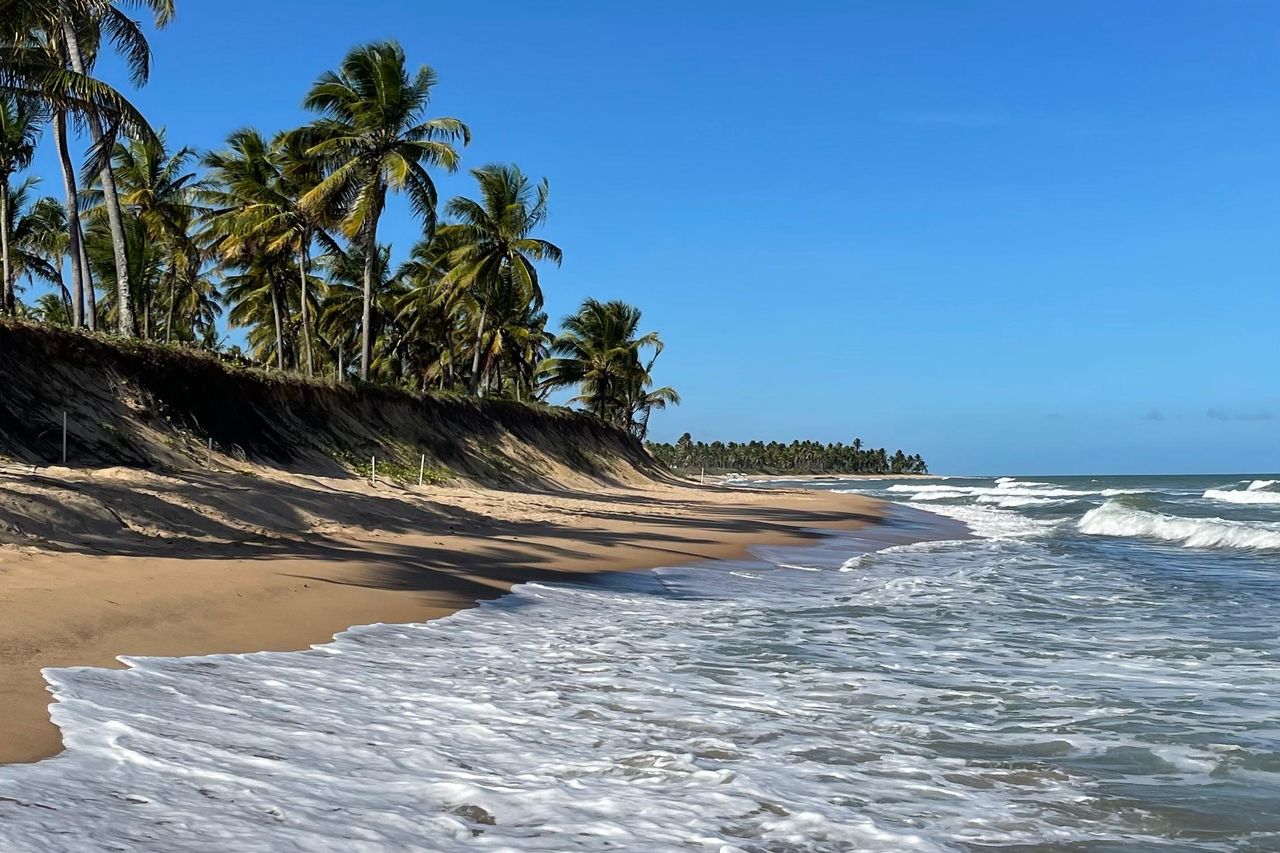 A quiet, empty palm-lined tropical beach with gentle surf
