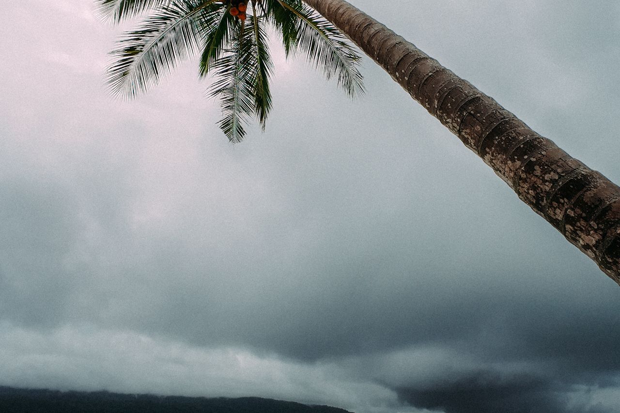 A lone palm leaning over a quiet beach under dramatic stormy skies